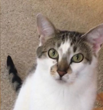 Emogi