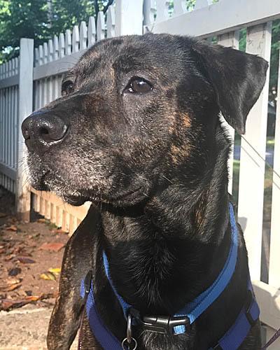 Drake, an adoptable Labrador Retriever in Mount Laurel, NJ, 08054 | Photo Image 2