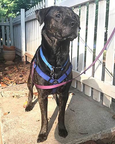 Drake, an adoptable Labrador Retriever in Mount Laurel, NJ, 08054 | Photo Image 3