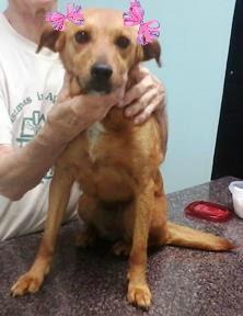Missy, an adoptable Yellow Labrador Retriever Mix in Mount Laurel, NJ_image-1
