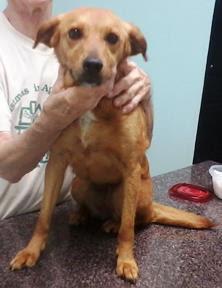 YELLOW LABS, YELLOW LABS, an adoptable Yellow Labrador Retriever in Mount Laurel, NJ, 08054 | Photo Image 2