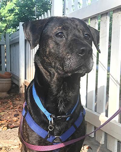 Chocolate labs, an adoptable Labrador Retriever in Mount Laurel, NJ, 08054 | Photo Image 1