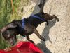 Chocolate labs photo 2