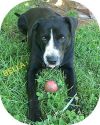 Beautiful Black Labs photo 1