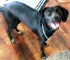 Beautiful Black Labs photo 2