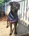 Beautiful Black Labs photo 3