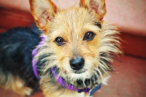 Roger, an adoptable Australian Terrier, Parson Russell Terrier in Milpitas, CA, 95036 | Photo Image 1