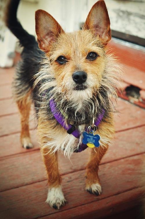 Roger, an adoptable Australian Terrier, Parson Russell Terrier in Milpitas, CA, 95036 | Photo Image 2