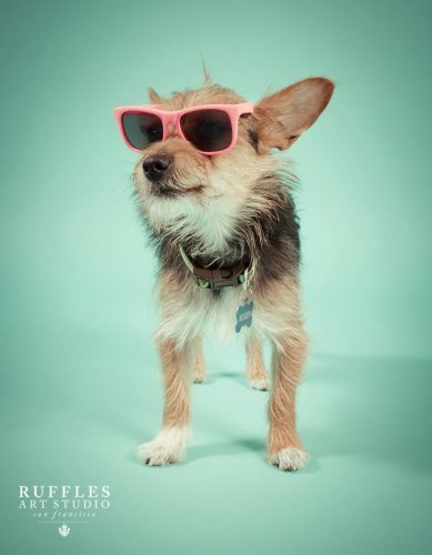Roger, an adoptable Australian Terrier, Parson Russell Terrier in Milpitas, CA, 95036 | Photo Image 3