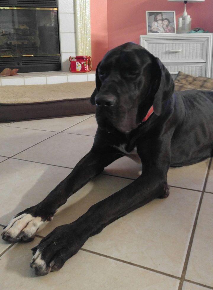 Hank, an adopted Great Dane in Pensacola, FL_image-2