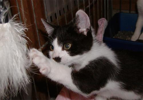 Foster Homes Needed, an adoptable Tabby in Trexlertown, PA, 18062 | Photo Image 3