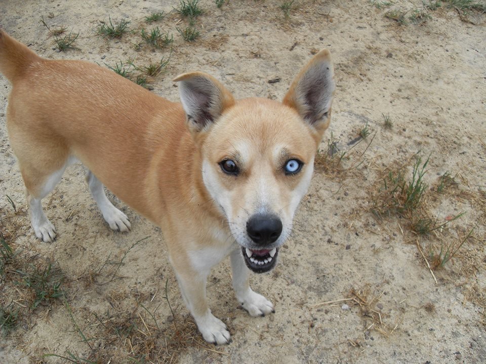 Dingo hot sale husky mix