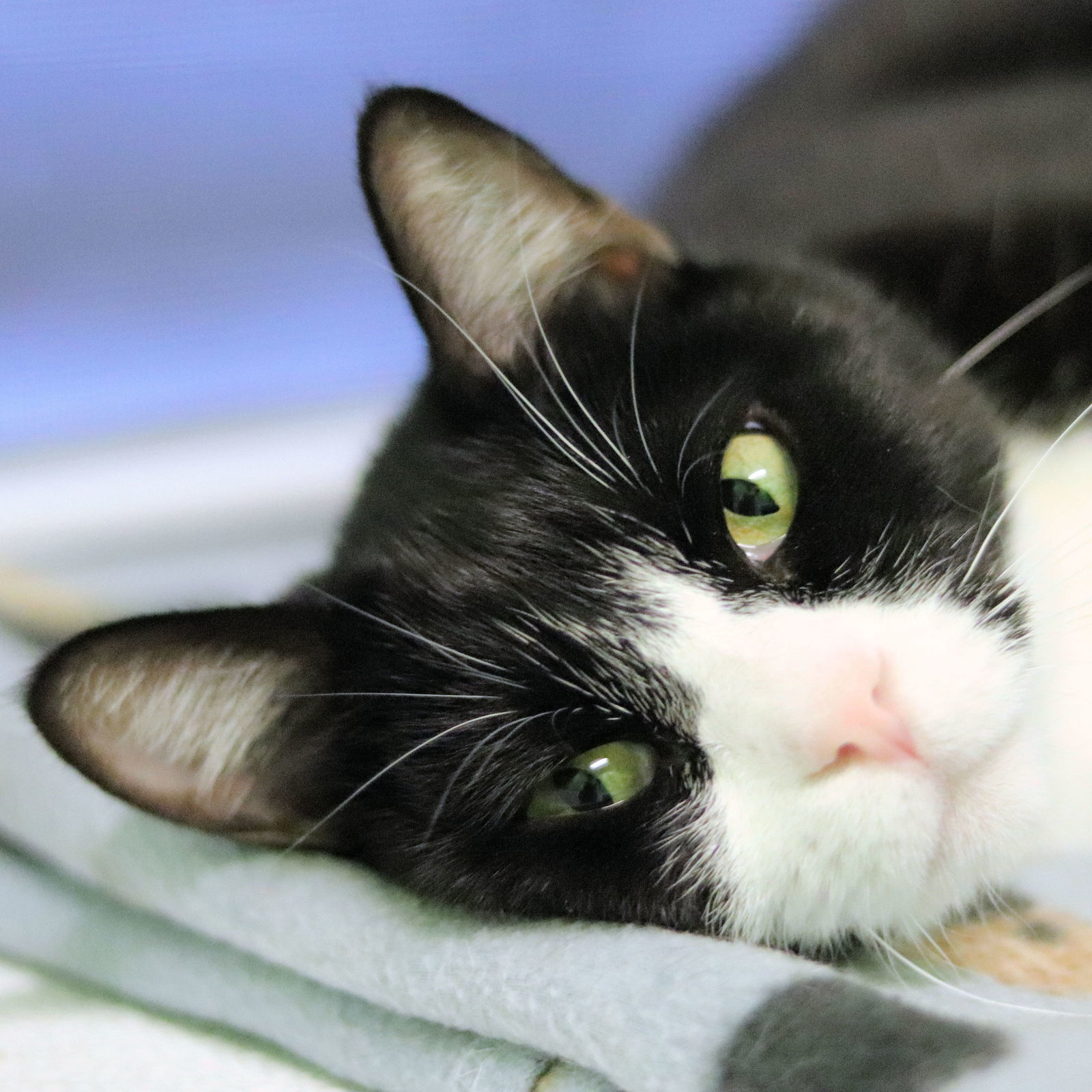 Winona, an adoptable Domestic Short Hair in Estherville, IA, 51334 | Photo Image 1