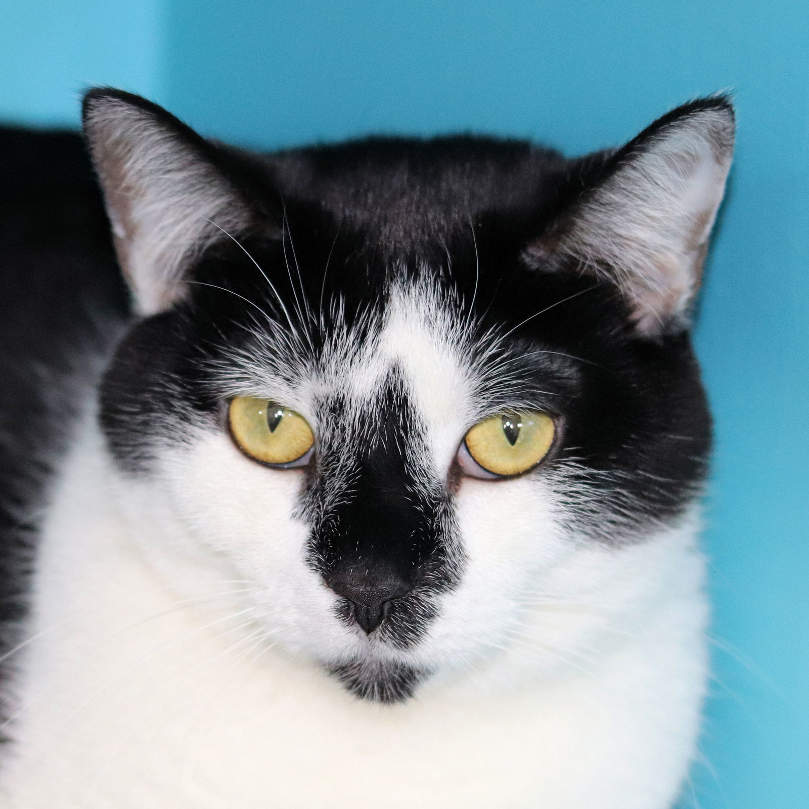 Willa, an adoptable Domestic Short Hair in Estherville, IA, 51334 | Photo Image 1