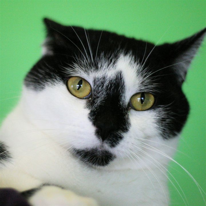 Willa, an adoptable Domestic Short Hair Mix in Estherville, IA_image-2
