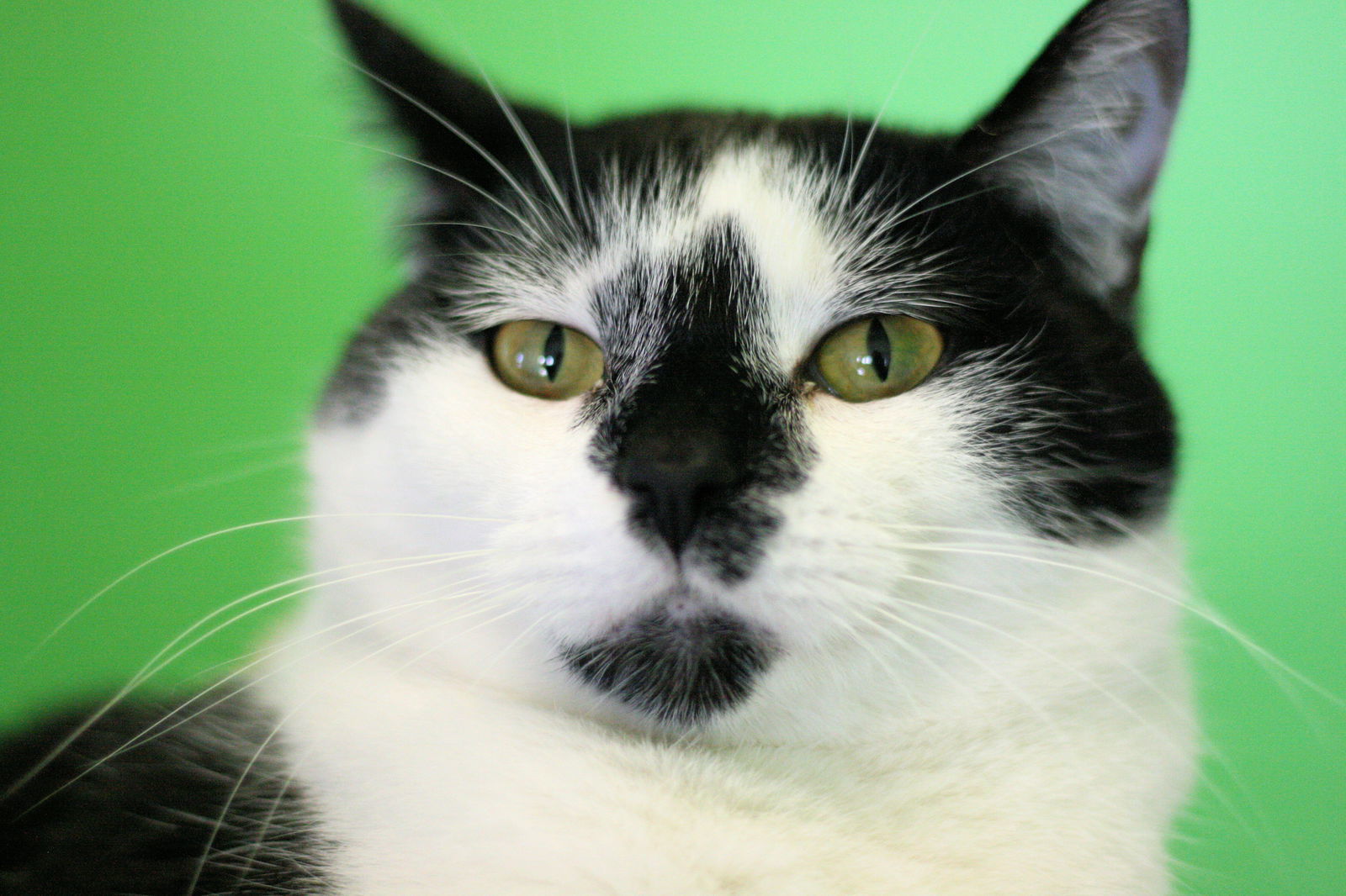 Willa, an adoptable Domestic Short Hair in Estherville, IA, 51334 | Photo Image 3