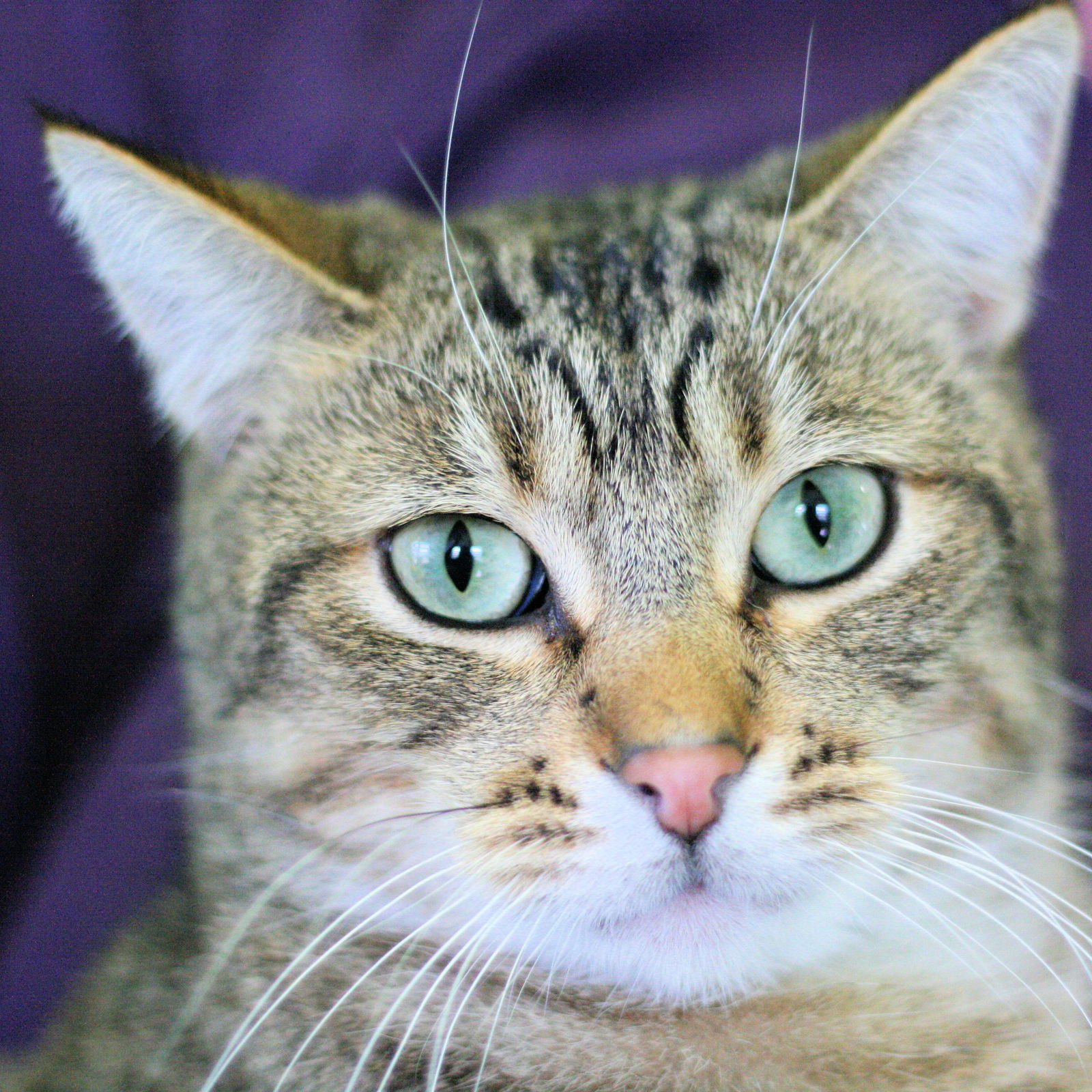 Wendal, an adoptable Domestic Short Hair in Estherville, IA, 51334 | Photo Image 1