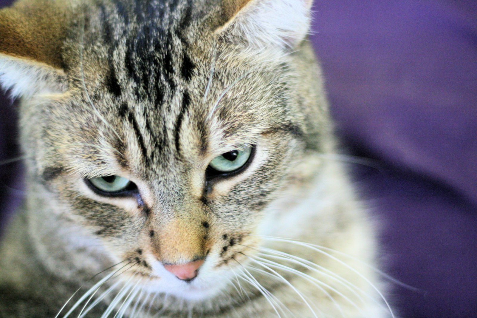 Wendal, an adoptable Domestic Short Hair in Estherville, IA, 51334 | Photo Image 3