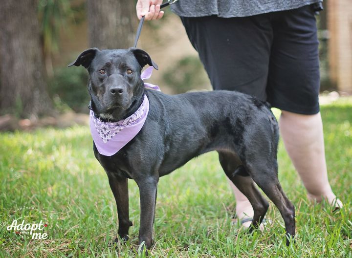 Tessa, an adopted Labrador Retriever & Rottweiler Mix in Kingwood, TX_image-3