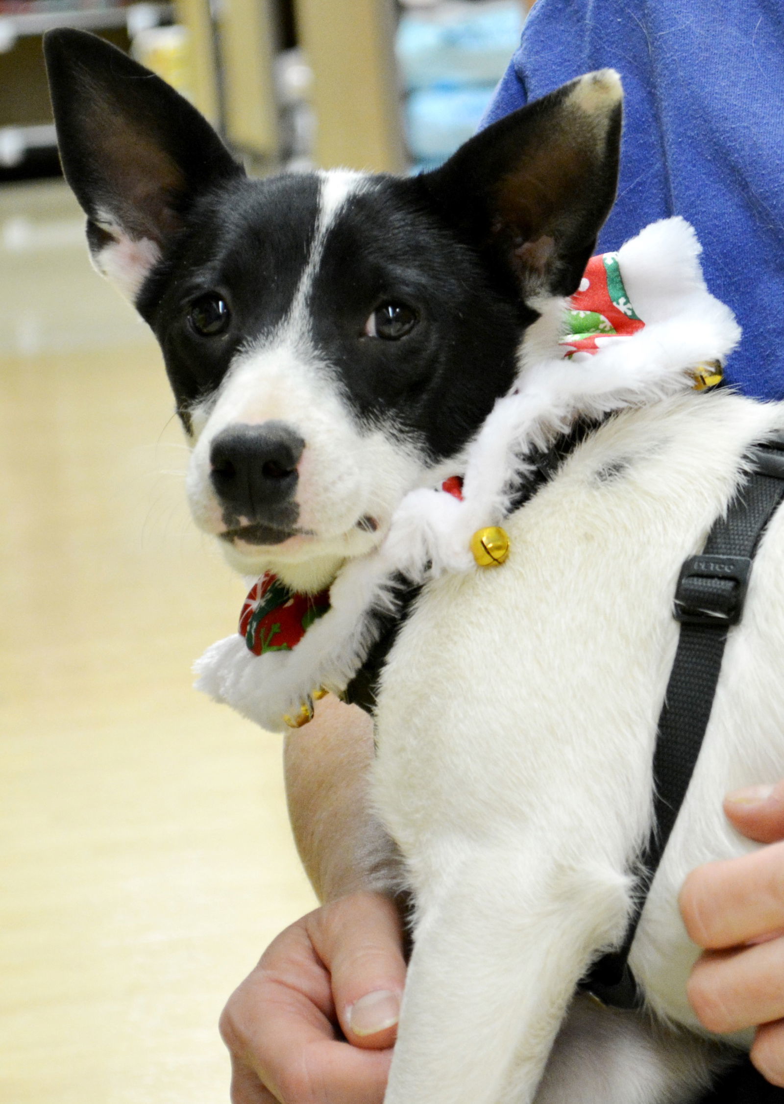 Meri, an adoptable Rat Terrier in Horn Lake, MS, 38637 | Photo Image 1