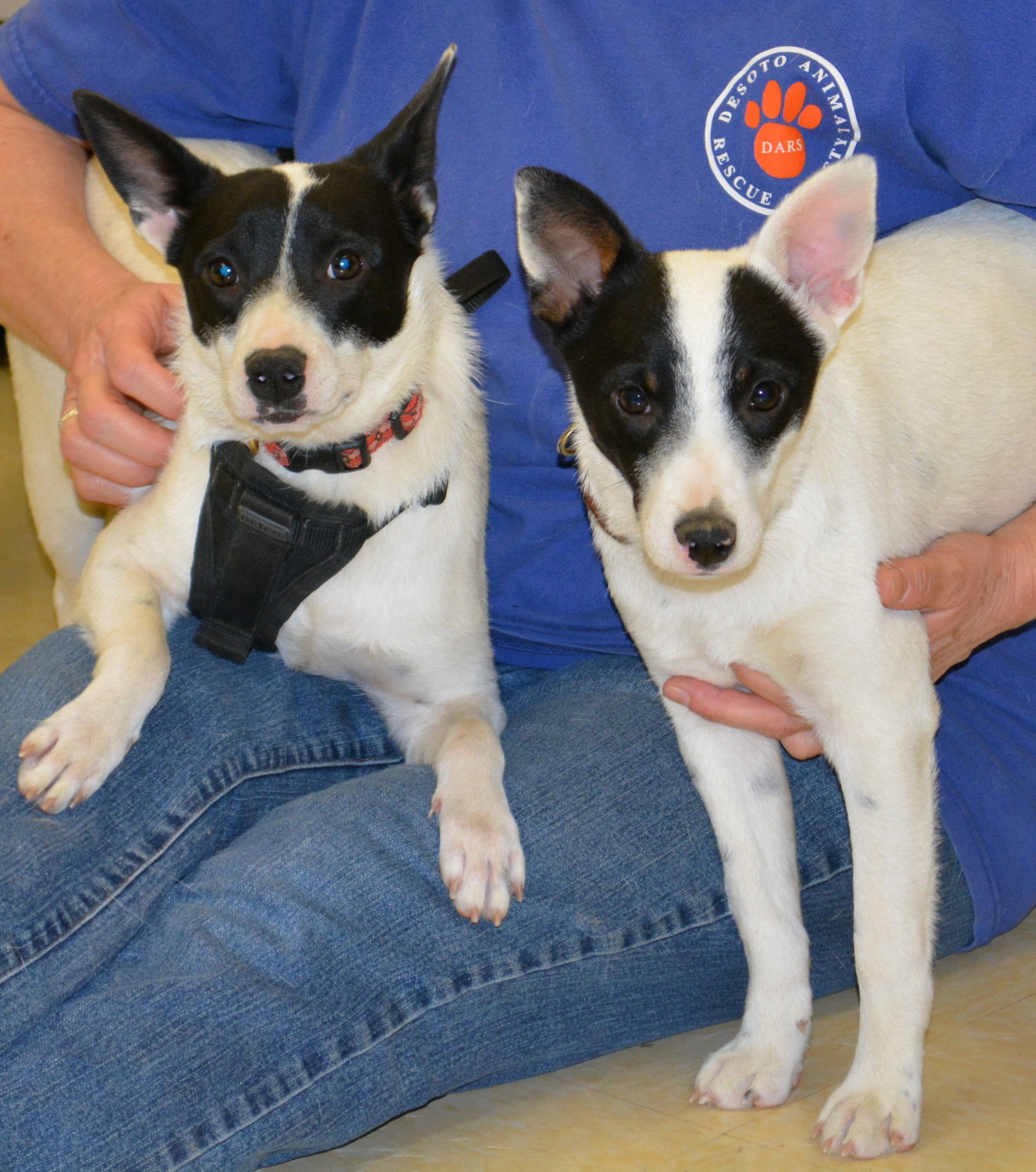 Meri, an adoptable Rat Terrier in Horn Lake, MS, 38637 | Photo Image 2