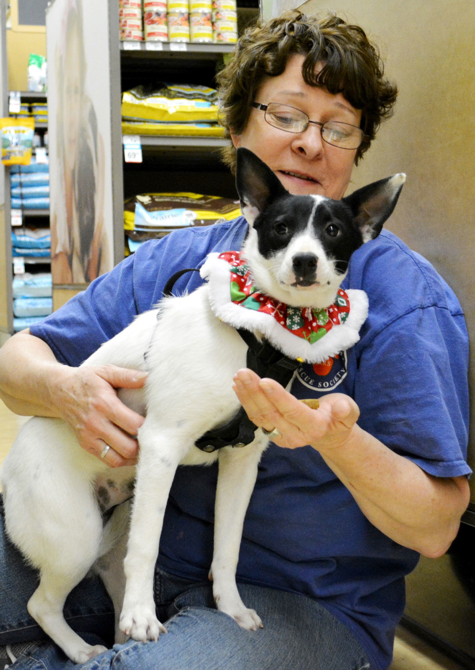 Meri, an adoptable Rat Terrier in Horn Lake, MS, 38637 | Photo Image 3