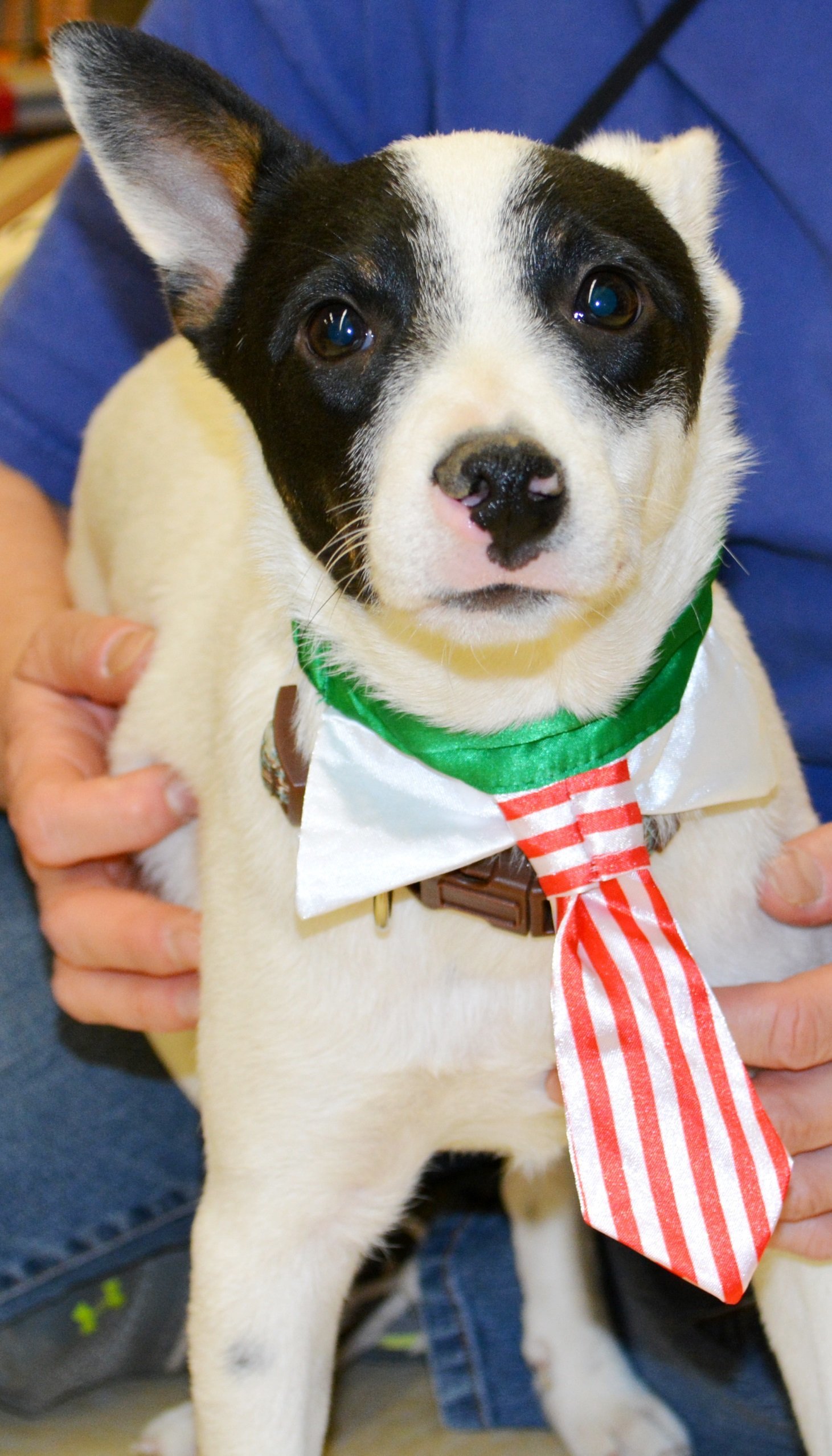Jeri, an adoptable Rat Terrier in Horn Lake, MS, 38637 | Photo Image 1