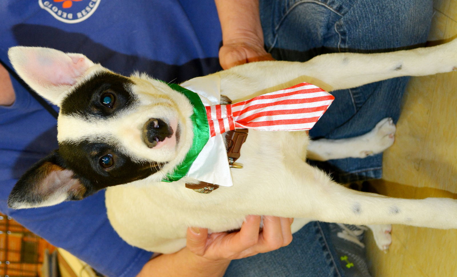 Jeri, an adoptable Rat Terrier in Horn Lake, MS, 38637 | Photo Image 2