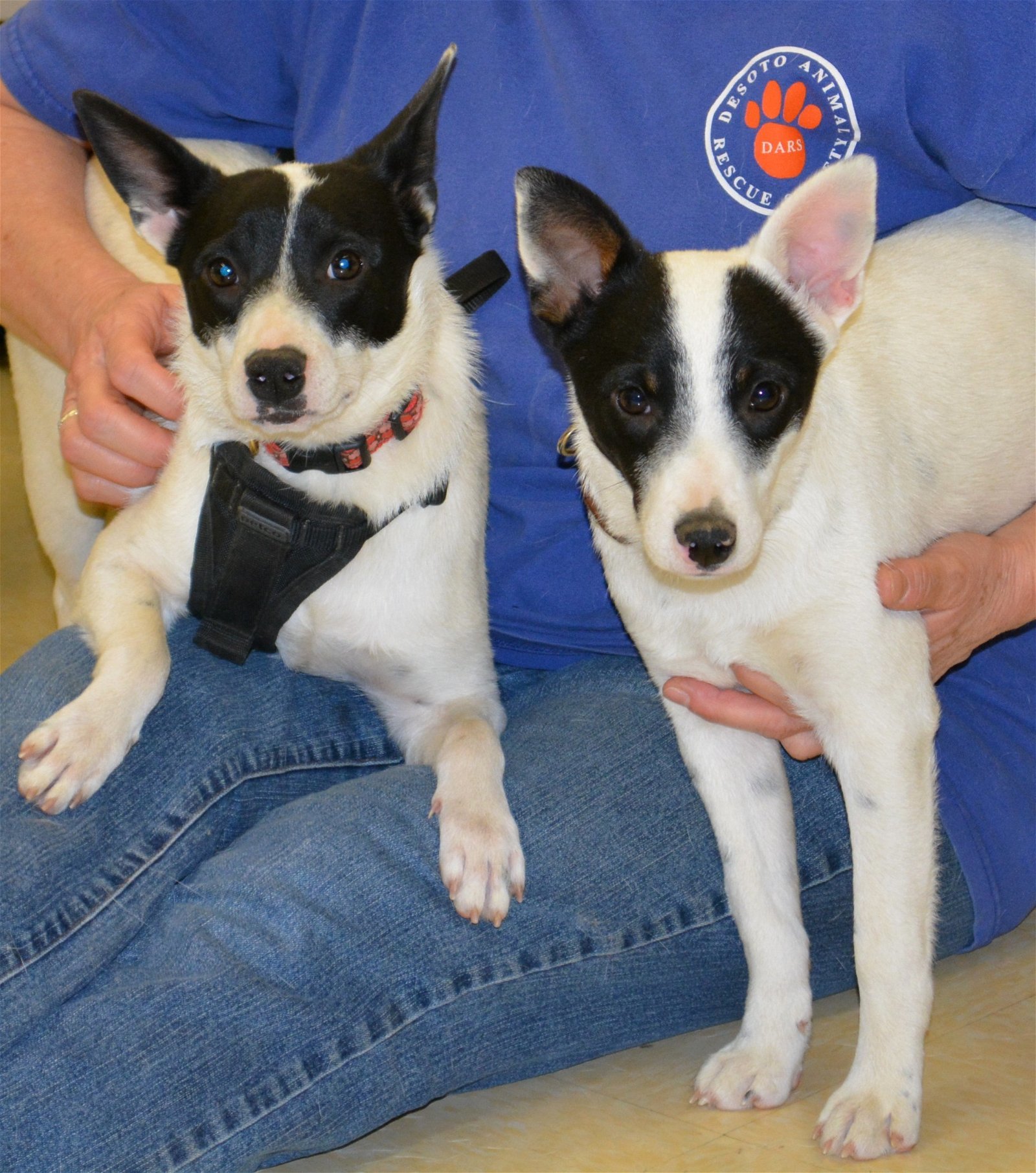 Jeri, an adoptable Rat Terrier in Horn Lake, MS, 38637 | Photo Image 3