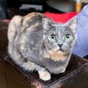 Monica, an adoptable Dilute Tortoiseshell in Plano, TX_image-1