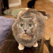 Monica, an adoptable Dilute Tortoiseshell in Plano, TX, 75026 | Photo Image 2