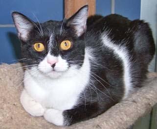 Dancer, an adoptable Domestic Medium Hair in Plano, TX, 75026 | Photo Image 1