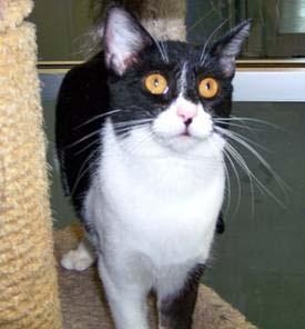 Dancer, an adoptable Domestic Medium Hair in Plano, TX, 75026 | Photo Image 3