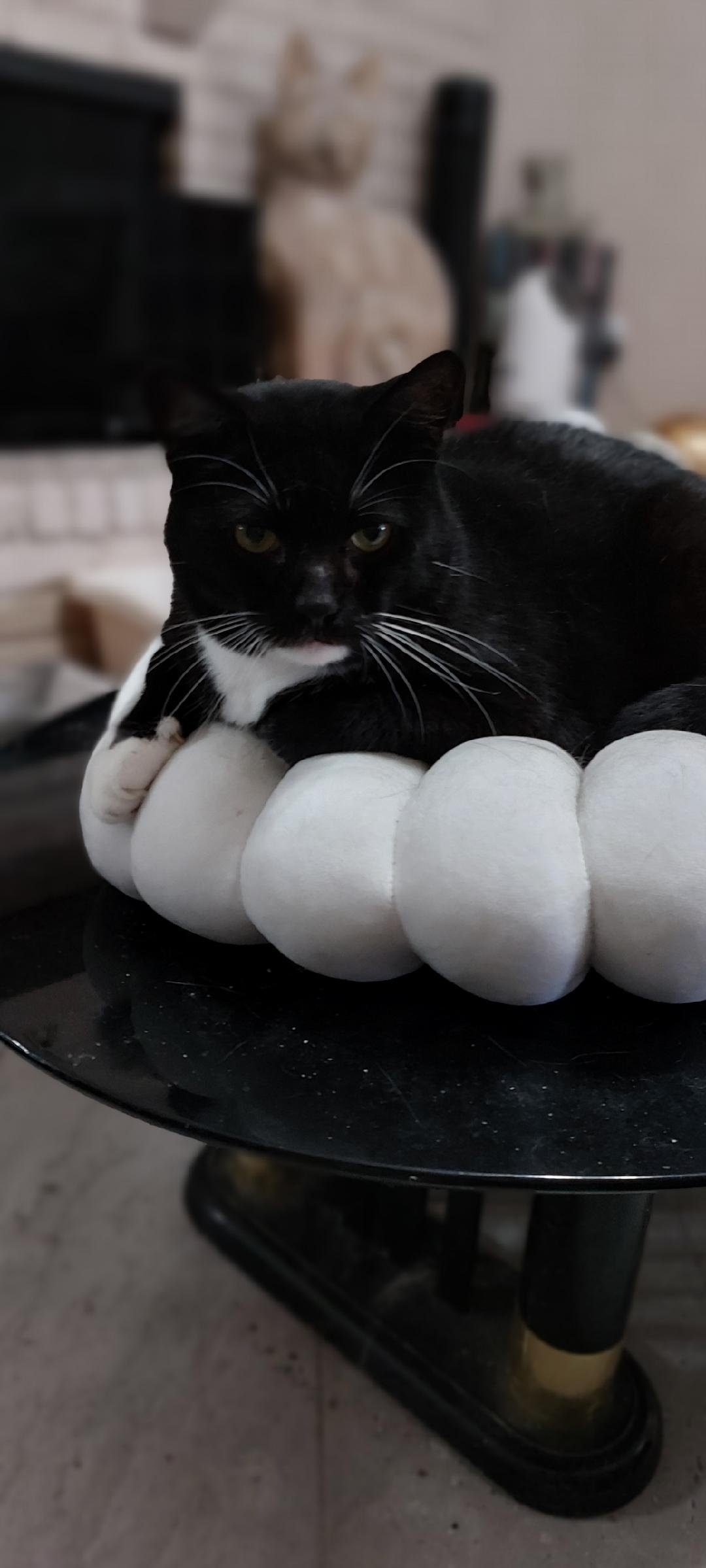 Tucker, an adoptable Tuxedo, Domestic Short Hair in Plano, TX, 75026 | Photo Image 1