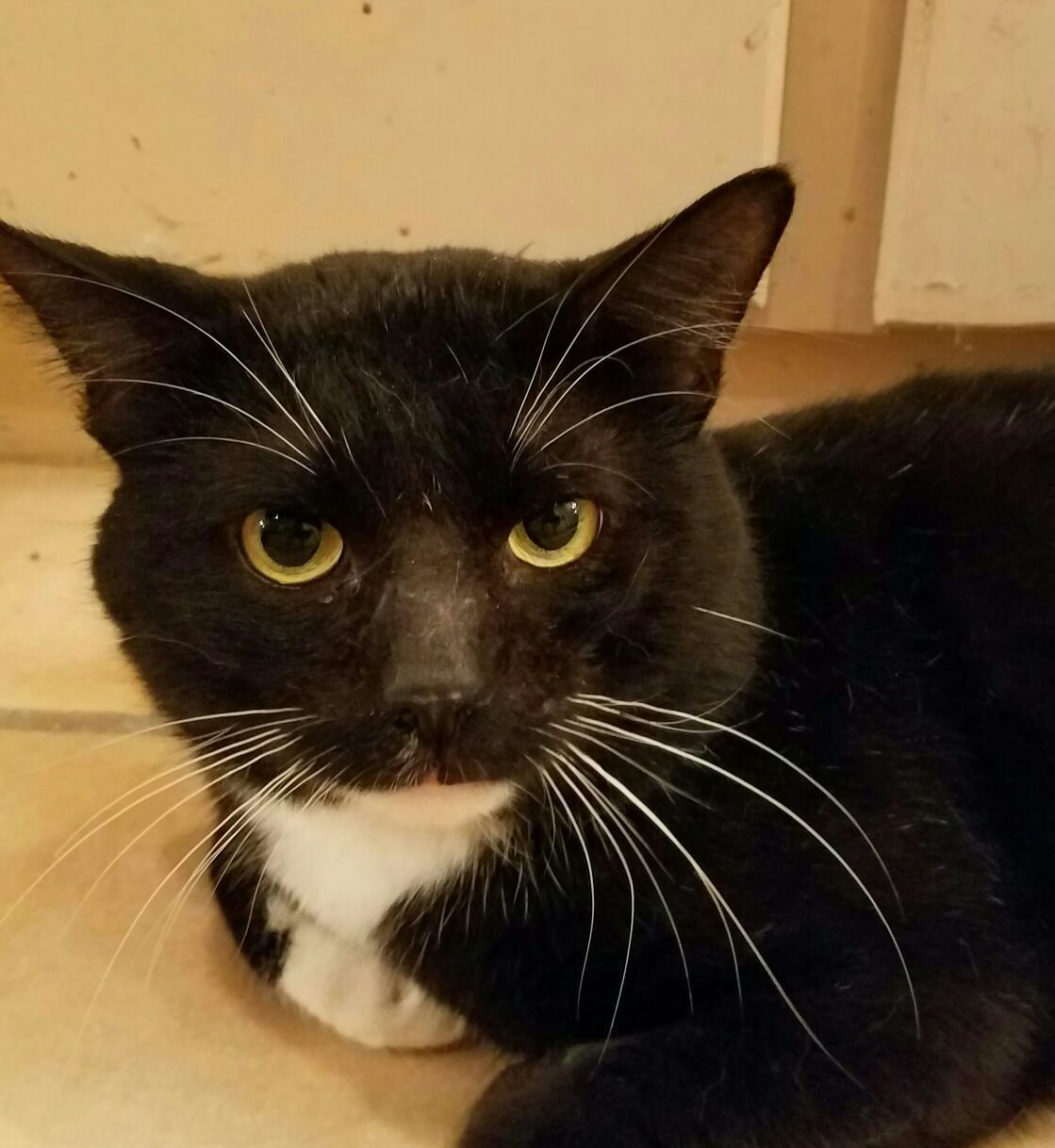 Tucker, an adoptable Tuxedo, Domestic Short Hair in Plano, TX, 75026 | Photo Image 2