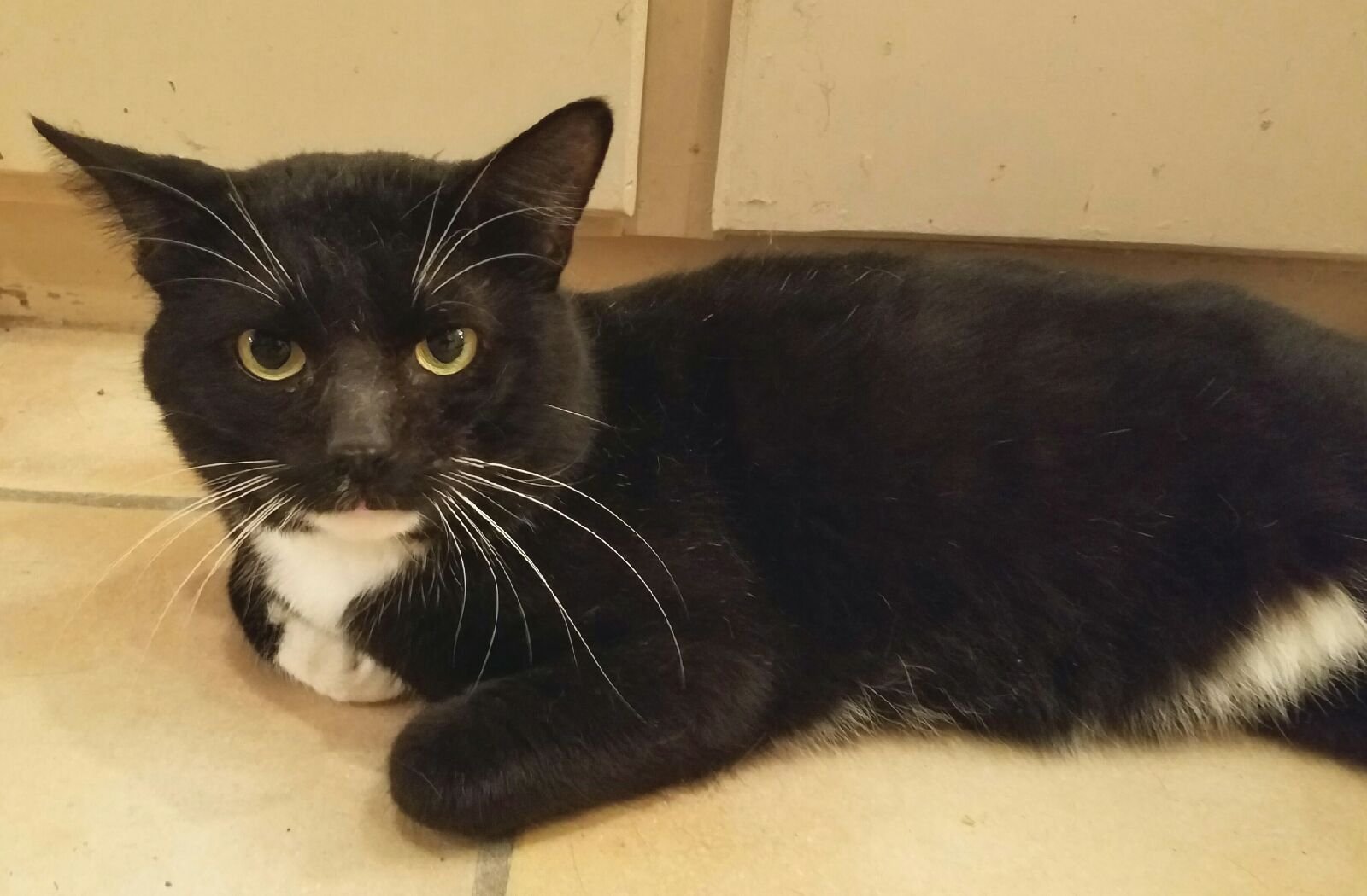 Tucker, an adoptable Tuxedo, Domestic Short Hair in Plano, TX, 75026 | Photo Image 3