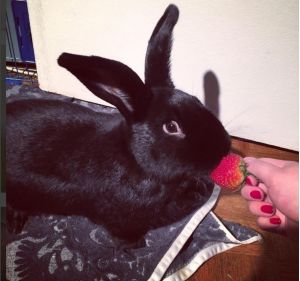Rory Bunny Rabbit Rabbit