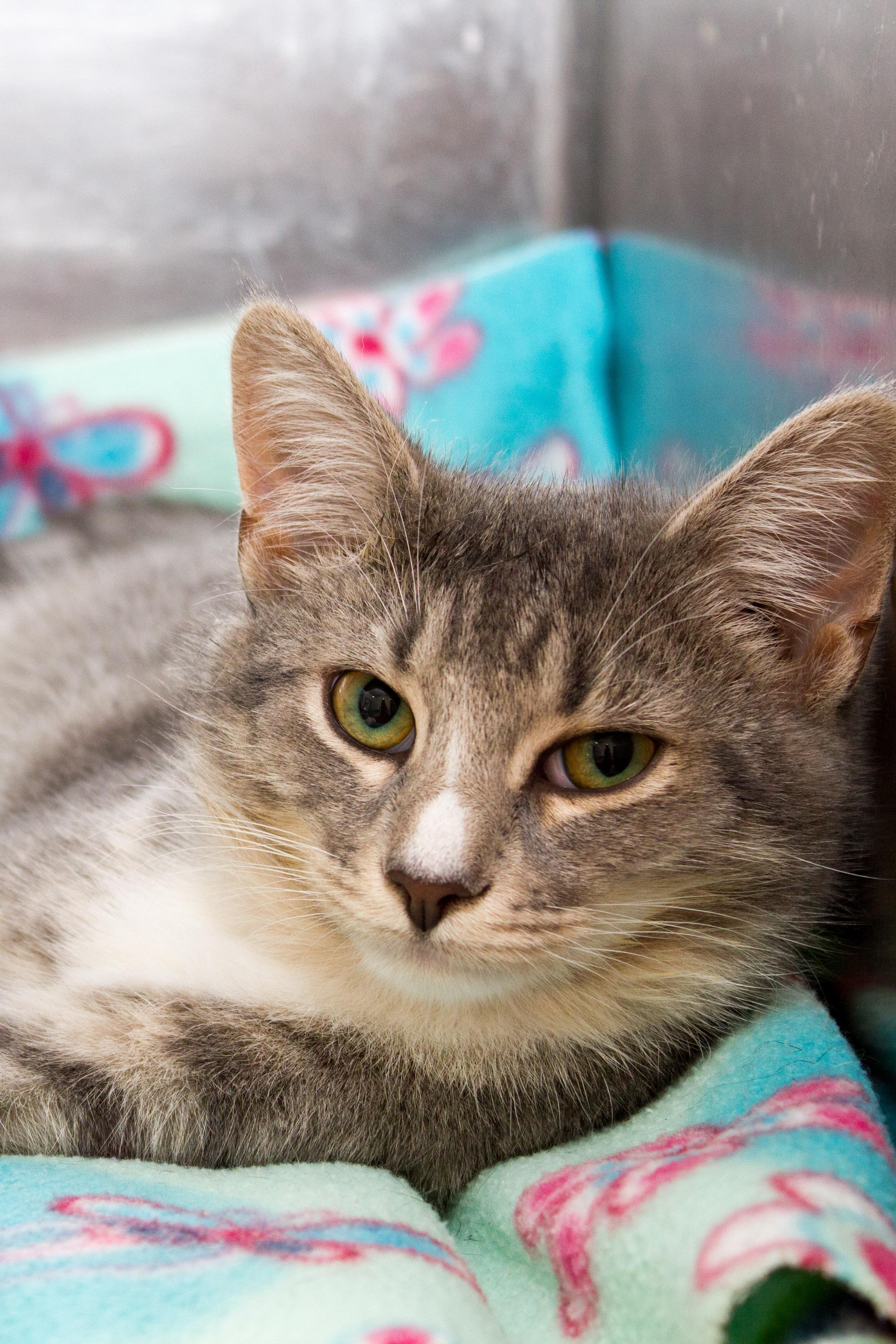 Eddie, an adoptable Domestic Short Hair in Berlin, MD, 21811 | Photo Image 1