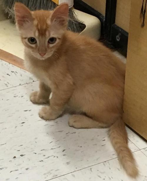 Leroy, an adoptable Domestic Short Hair in Texarkana, TX, 75503 | Photo Image 1