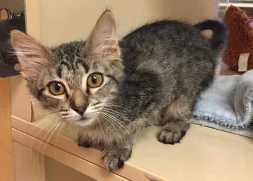 Darcy, an adoptable Domestic Medium Hair in Texarkana, TX, 75503 | Photo Image 1