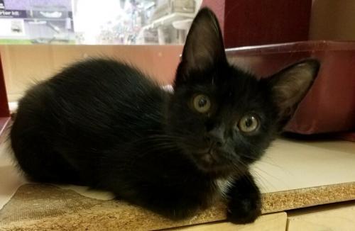 Chestnut, an adoptable Domestic Short Hair in Texarkana, TX, 75503 | Photo Image 1