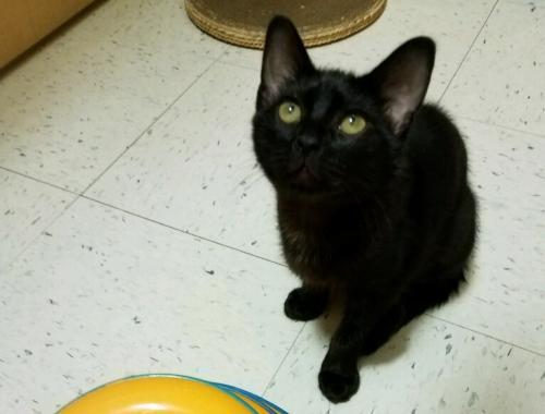 Hazel, an adoptable Domestic Short Hair in Texarkana, TX, 75503 | Photo Image 1