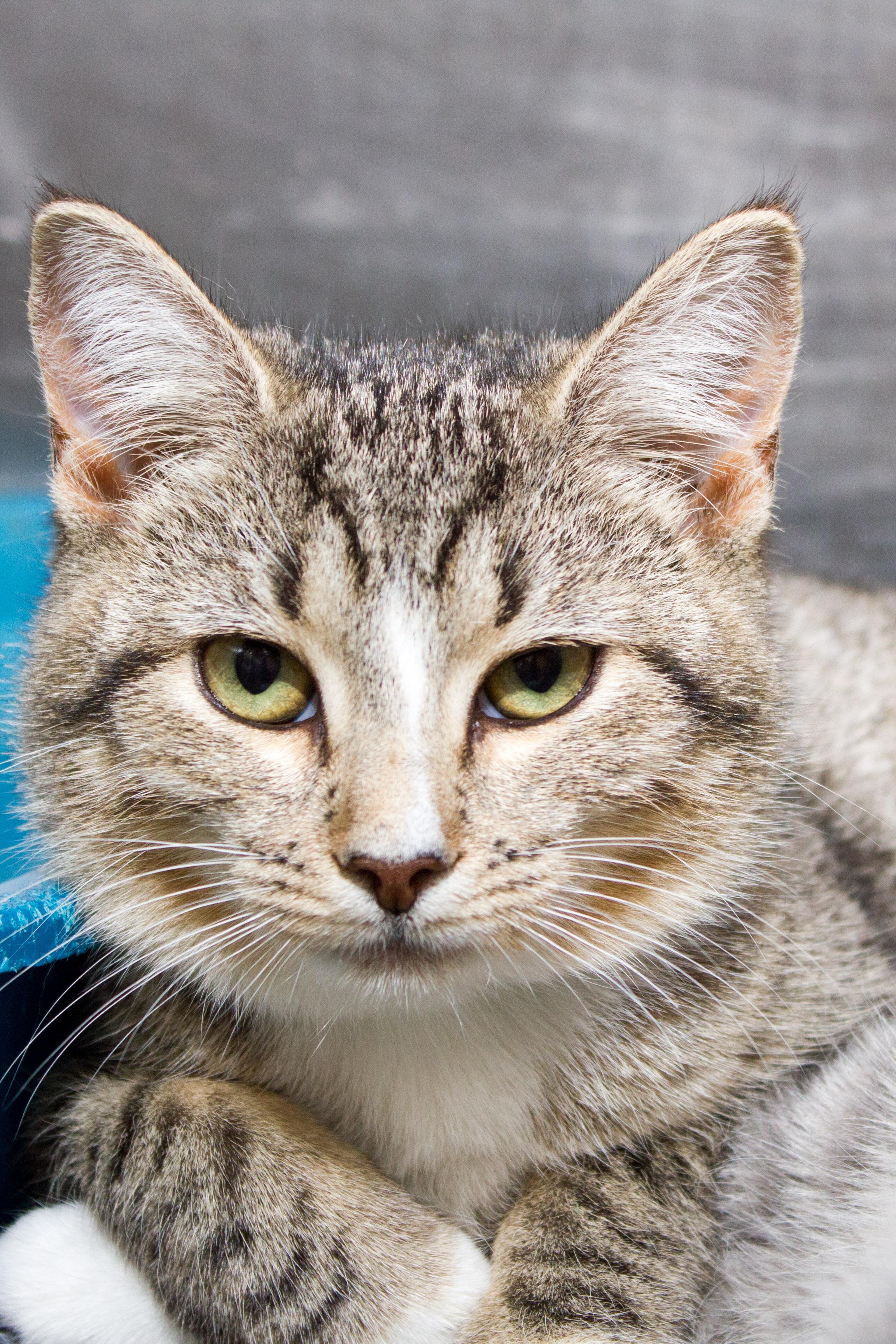 Eliza, an adoptable Domestic Short Hair in Berlin, MD, 21811 | Photo Image 1