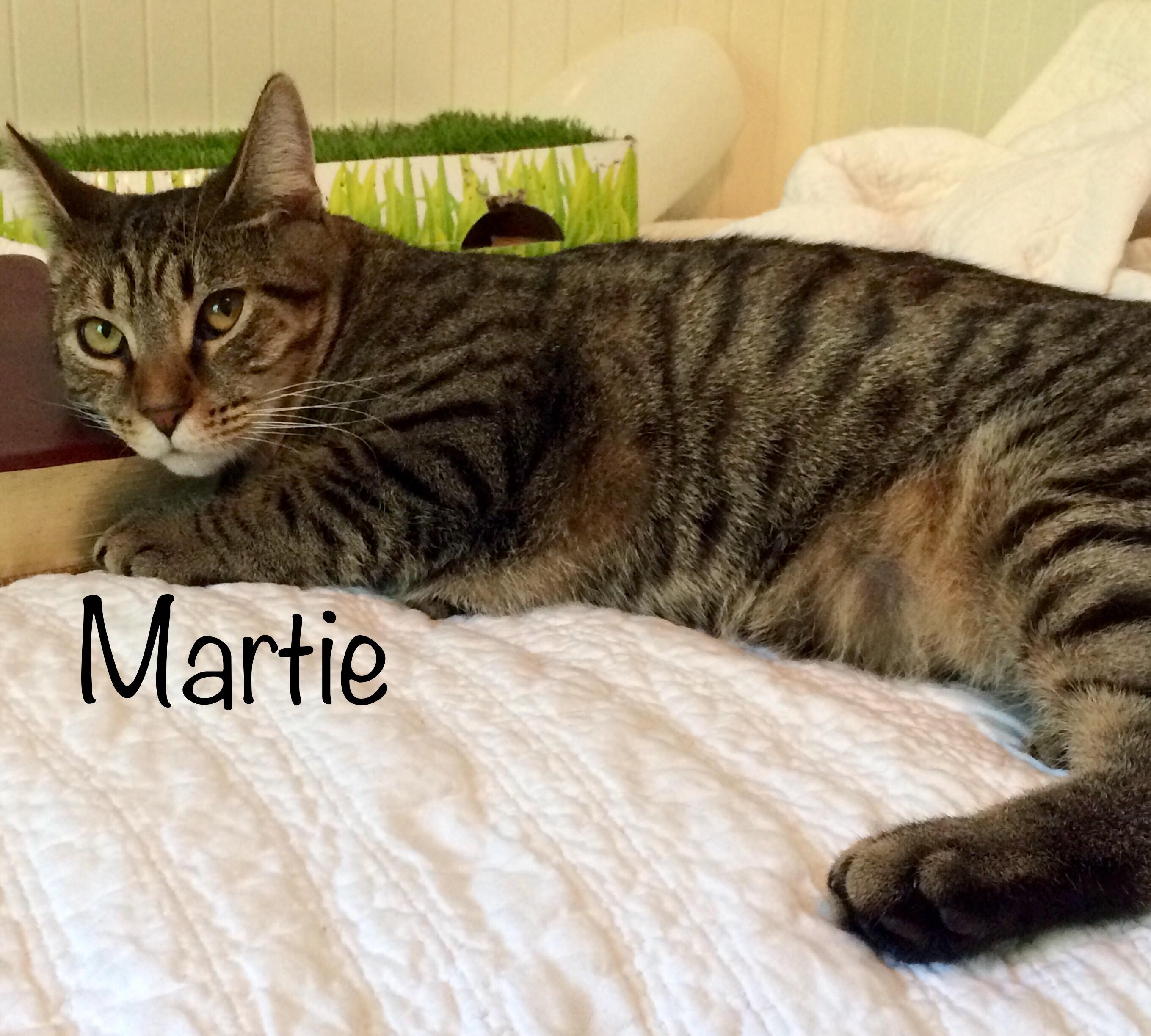 Martie, an adoptable Tabby, Domestic Short Hair in Fairfield, OH, 45014 | Photo Image 2