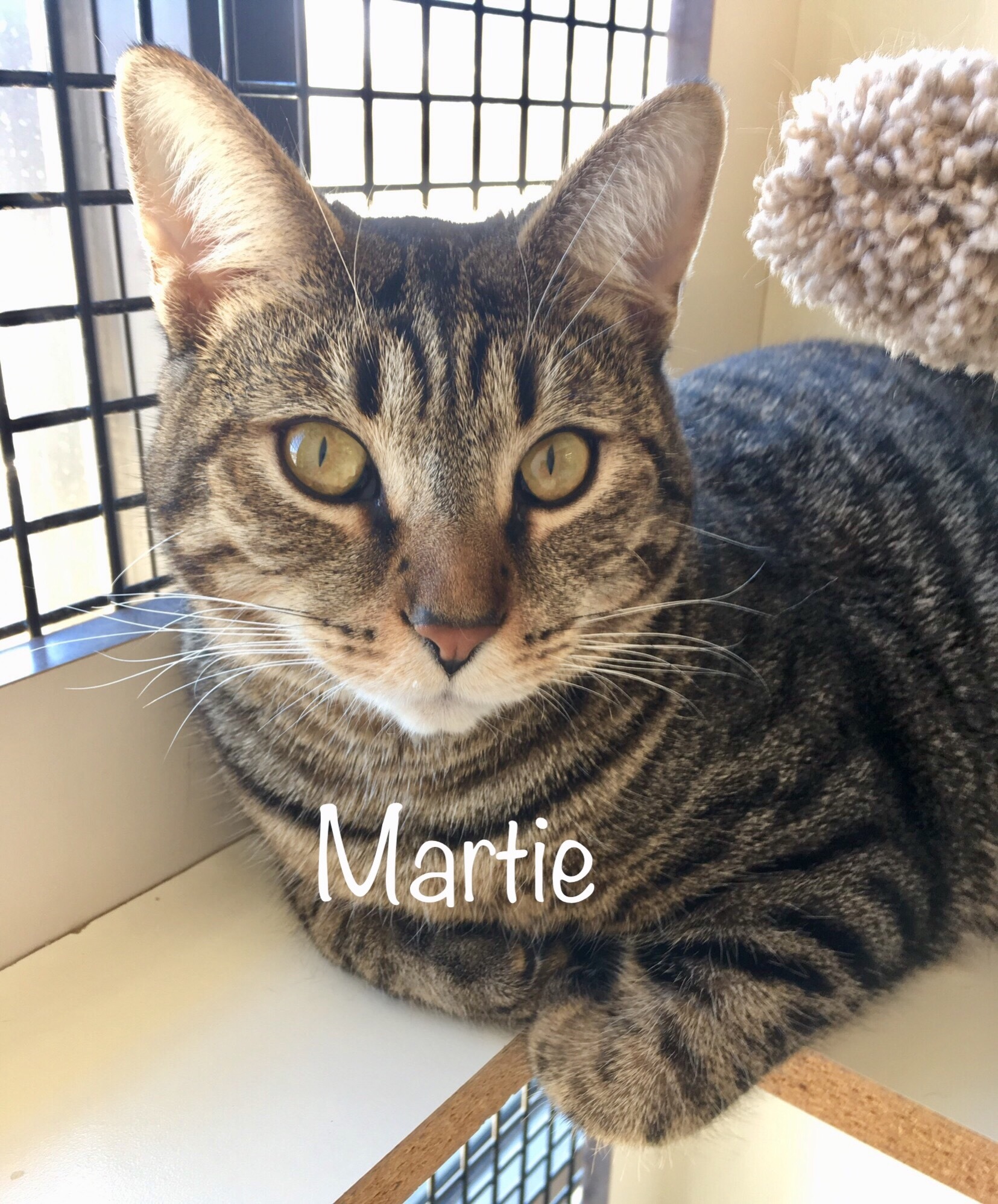 Martie, an adoptable Tabby, Domestic Short Hair in Fairfield, OH, 45014 | Photo Image 3