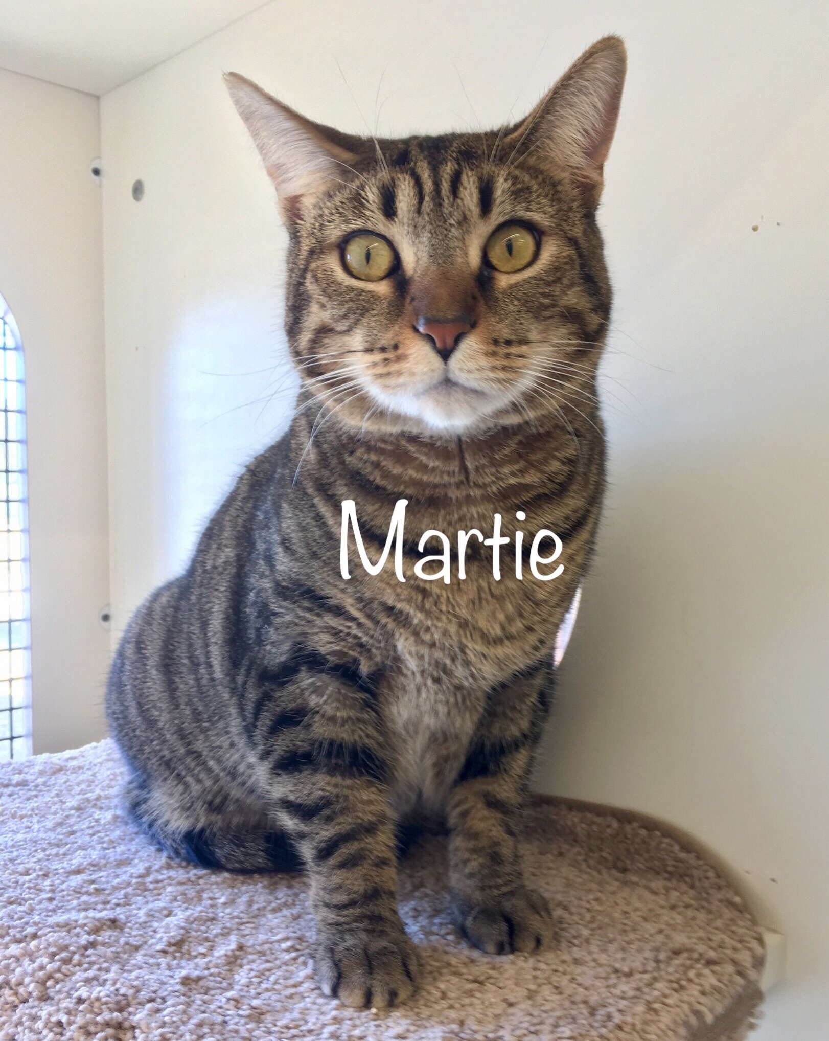 Martie, an adoptable Tabby, Domestic Short Hair in Fairfield, OH, 45014 | Photo Image 1