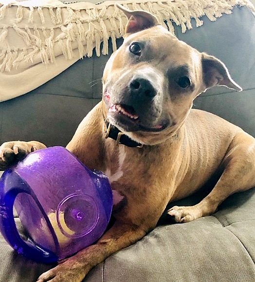 Tiny Tilly - *SUPER URGT* NEEDS IMMED FOSTER HOME, an adoptable Pit Bull Terrier, Staffordshire Bull Terrier in Brooklyn, NY, 11205 | Photo Image 1