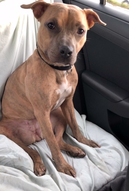 Tiny Tilly - *SUPER URGT* NEEDS IMMED FOSTER HOME, an adoptable Pit Bull Terrier, Staffordshire Bull Terrier in Brooklyn, NY, 11205 | Photo Image 2