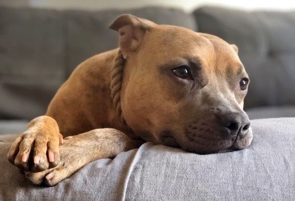 Tiny Tilly - *SUPER URGT* NEEDS IMMED FOSTER HOME, an adoptable Pit Bull Terrier, Staffordshire Bull Terrier in Brooklyn, NY, 11205 | Photo Image 3