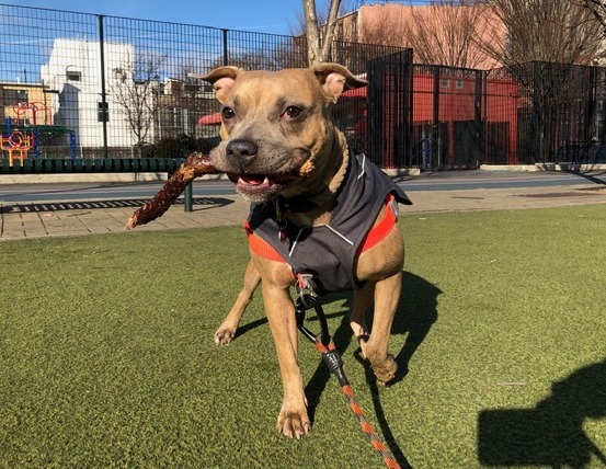 Tiny Tilly - *SUPER URGT* NEEDS IMMED FOSTER HOME, an adoptable Pit Bull Terrier, Staffordshire Bull Terrier in Brooklyn, NY, 11205 | Photo Image 4